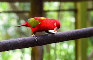 Chattering lory Lorius garrulus parrot sitting on branch photo