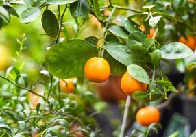 Many Rangpur citrus fruit also known as Indian subcontinent as Sylhet lime photo