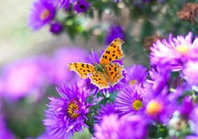 The Comma or Polygonia c-album butterfly on Japanese aster Kalimeris incisa photo
