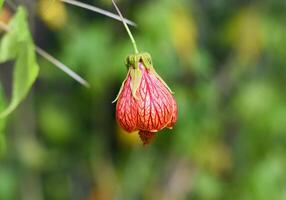 Abutilon pictum or the Abutilon striatum redvein flower growing in Da Lat in Vietnam abutilon, red vein Indian mallow, redvein flowering maple, Chinese-lantern, red vein, Chinese lanterns. photo