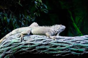 the green iguana, known as the American iguana or the common green iguana sitting on the tree photo
