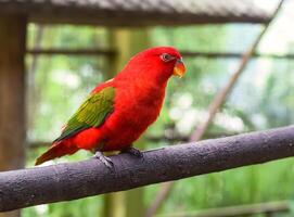 Chattering lory Lorius garrulus parrot sitting on a branch photo