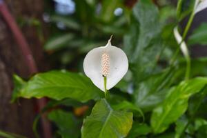 Spathiphyllum cochlearispathum commonly called peace lily growing in Vietnam photo