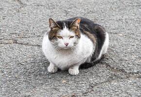 Upset stray cat laying on a road photo