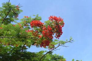 Delonix regia or flame tree growing in Nha Trang Vietnam photo