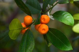 Calamansi, also known as calamondin or Philippine lime photo