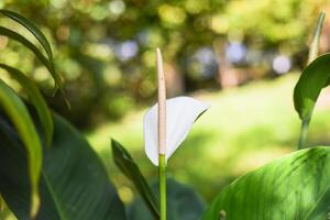 Spathiphyllum cochlearispathum or a peace lily growing in Vietnam photo