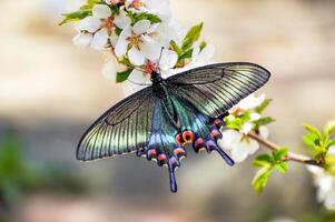 Swallowtail butterfly on the flowering branch of cherry in spring photo