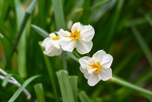Narcissus poeticus flower on a green background photo