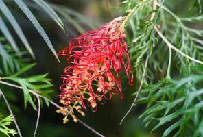 Grevillea Mason's Hybrid also named as Kentlyn and Ned Kelly close up photo