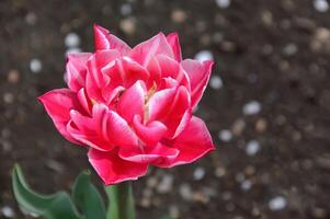 Magnificent varietal pink tulip on a brown background with copy space photo