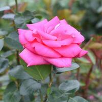 Tea rose with buds on a green photo