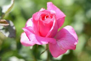 Tea rose with buds on a greens photo