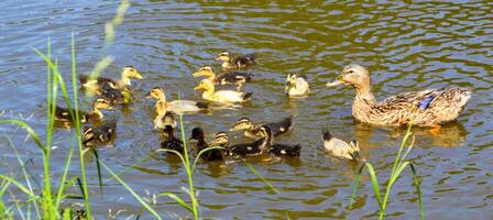 Mallard female anas platyrhynchos duck with little ducklings swimming in pond on a summer day photo
