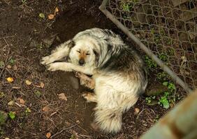 Big stray fluggy dog laying under shadow on the ground photo