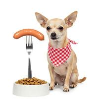 A chihuahua dog is sitting next to a bowl of food photo