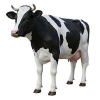 A cow is standing in front of a white background photo