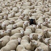 A man is surrounded by a herd of sheep photo