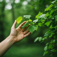 A person's hand reaching out to touch a tree photo
