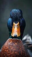 A close up of a duck's head with a black background photo