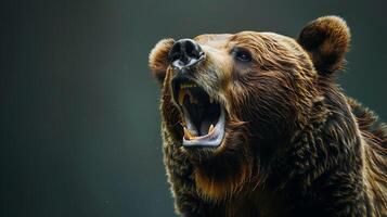 A close up of a bear with its mouth open photo
