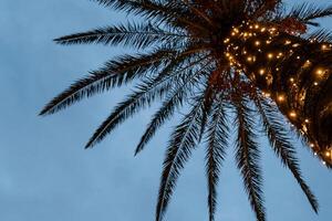 Luminous garlands on the trunk of a palm tree against the background of the crown. Bottom view photo