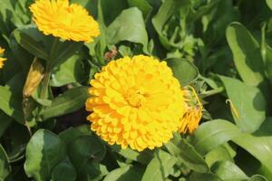 Captivating Ruddles Calendula Mary gold flowers adding charm to a scenic garden view. photo