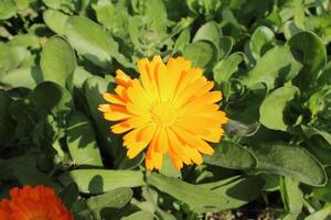 Lush Ruddles Calendula Mary gold plants captured in a peaceful outdoor environment. photo