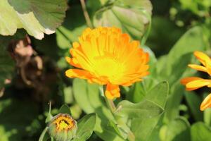 Lovely Ruddles Calendula Mary gold blossoms flourishing in a harmonious floral scene. photo