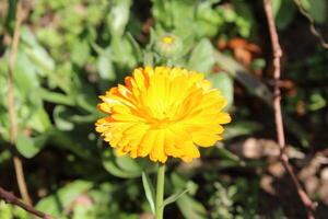 Beautiful Ruddles Calendula Mary gold petals spreading charm in a lush garden view. photo