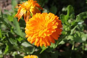 Artistic photograph of Ruddles Calendula Mary gold blossoms glowing under sunlight. photo