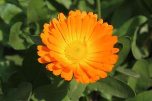 Gorgeous Ruddles Calendula Mary gold flowers brightening the landscape with vivid hues. photo