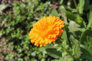Inspiring shot of Ruddles Calendula Mary gold blossoms growing in lush green surroundings. photo