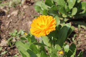 Gorgeous Ruddles Calendula Mary gold petals glowing brightly in golden hour light. photo