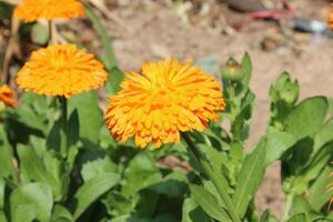 Captivating composition of Ruddles Calendula Mary gold blossoms surrounded by fresh foliage. photo