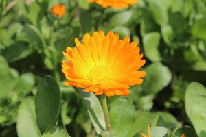 Refreshing Ruddles Calendula Mary gold petals bringing life to a tranquil garden space. photo