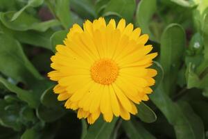 Artistic view of Ruddles Calendula Mary gold flowers illuminated by soft afternoon sunlight. photo