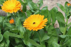 Refreshing Ruddles Calendula Mary gold petals bringing life to a tranquil garden space photo