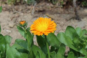 Elegant Ruddles Calendula Mary gold blooms adding charm to a peaceful outdoor scene. photo