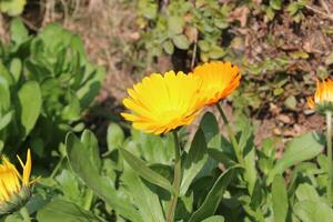 Pure charm of Ruddles Calendula Mary gold blossoms brightening a quiet garden landscape. photo