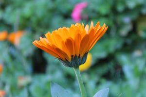 Spectacular close-up of Ruddles Calendula Mary gold flowers revealing perfect petal details. photo