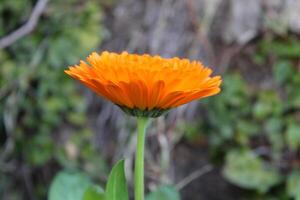 Colorful Ruddles Calendula Mary gold blooms spreading warmth in a serene outdoor setting. photo