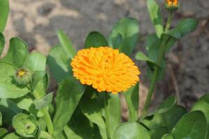 Striking Ruddles Calendula Mary gold blossoms thriving under vibrant sunlight in spring. photo