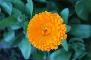 Lovely Ruddles Calendula Mary gold blooms growing in harmony within their natural settings. photo