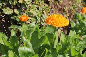 Lush and vibrant Ruddles Calendula Mary gold blooms thriving under ideal weather conditions. photo