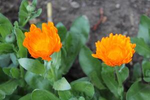 Breathtaking Ruddles Calendula Mary gold blooms flourishing in their natural habitat. photo