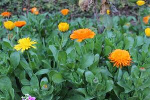 Amazing macro perspective of Ruddles Calendula Mary gold petals revealing intricate designs. photo