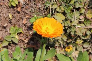 Enchanting Ruddles Calendula Mary gold flowers creating a dreamy, colorful landscape scene. photo