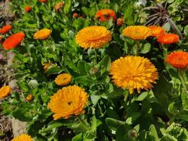 Inspiring image of Ruddles Calendula Mary gold flowers adding vibrancy to a botanical view. photo