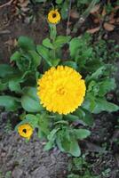 Serene capture of Ruddles Calendula Mary gold blossoms against a peaceful garden backdrop. photo